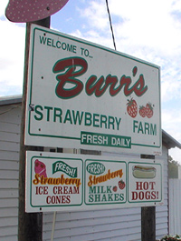 Burr's Strawberry Farm