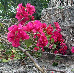 Red flowers